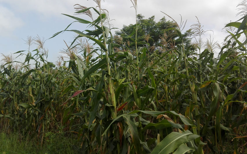 Farmers search new areas for the various crops