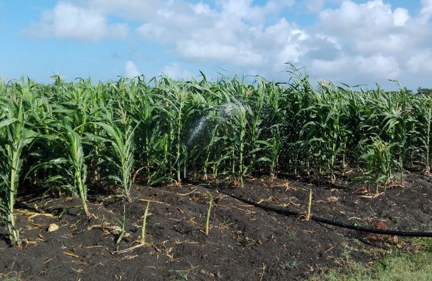 Agriculture in "Jesús Menéndez"