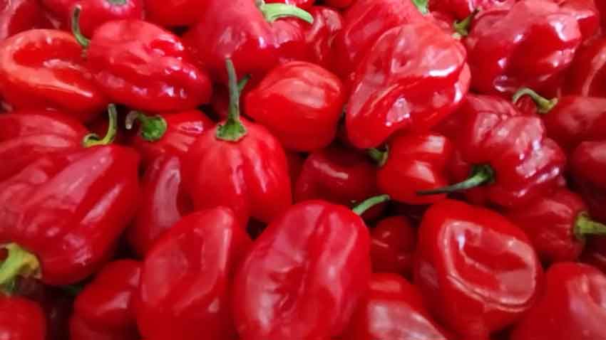 Havana chili bell pepper is exported from Las Tunas.
