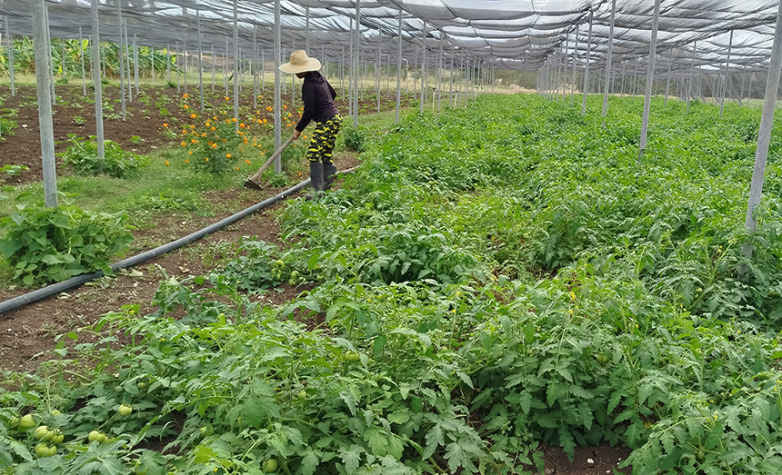 cooperativa amancio yoe las tunas