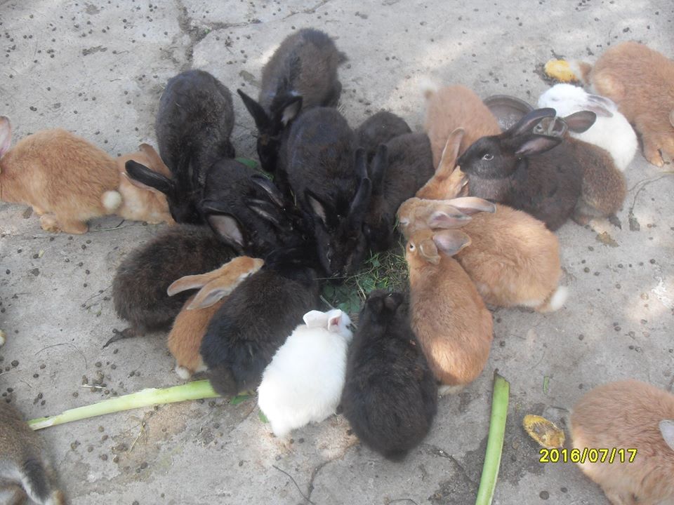 crianza conejos