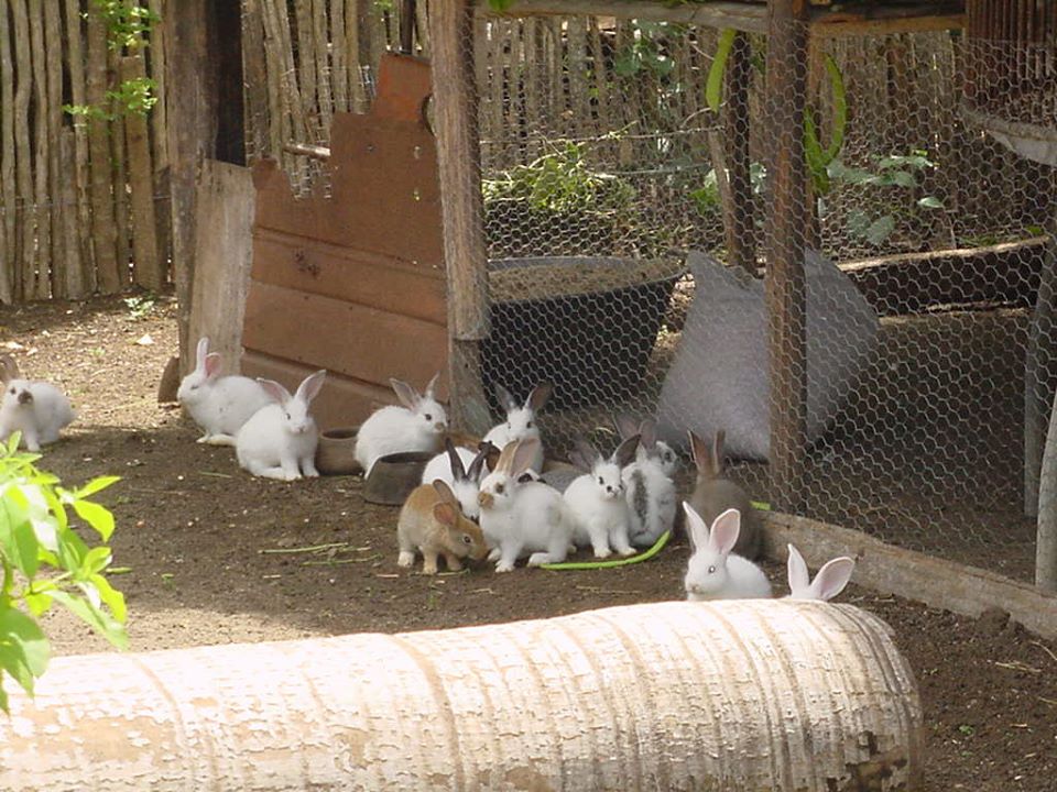 crianza conejos1