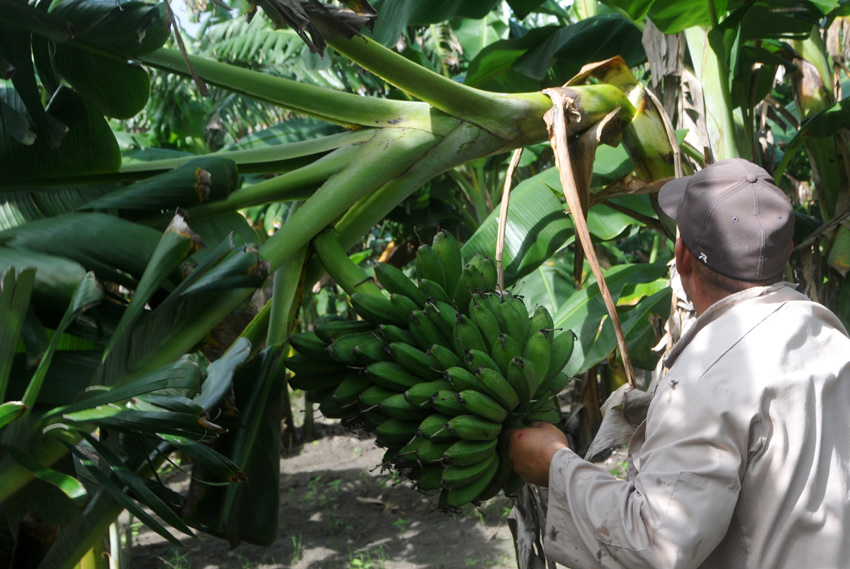 Fleitas' banana production will be in full swing from August