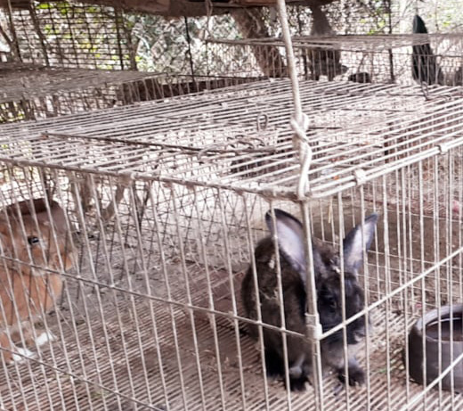 jorge conejos finca 2