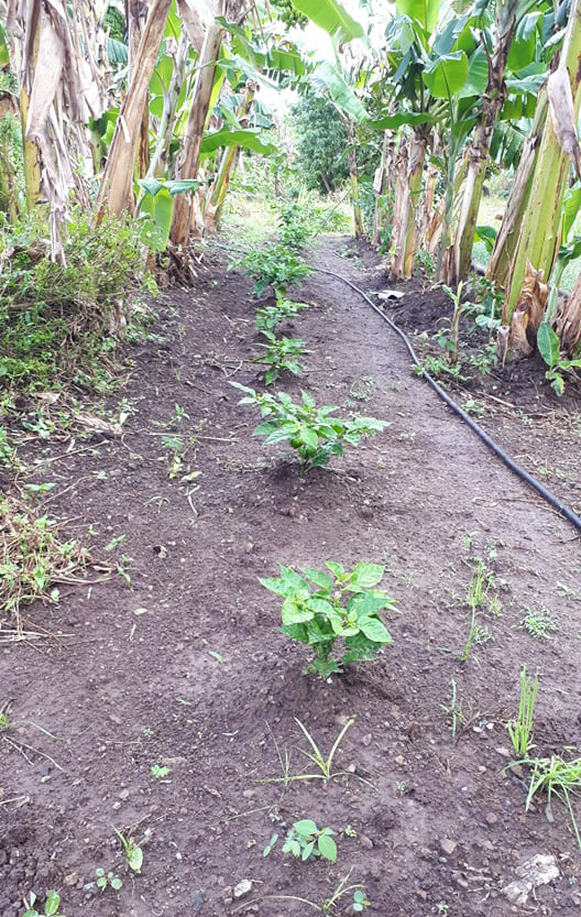 jorge conejos finca 4