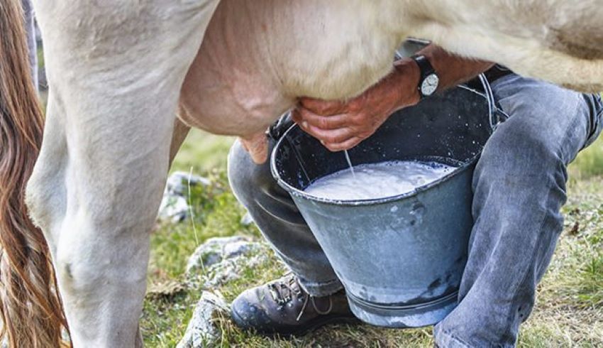 Non-compliance in milk collection