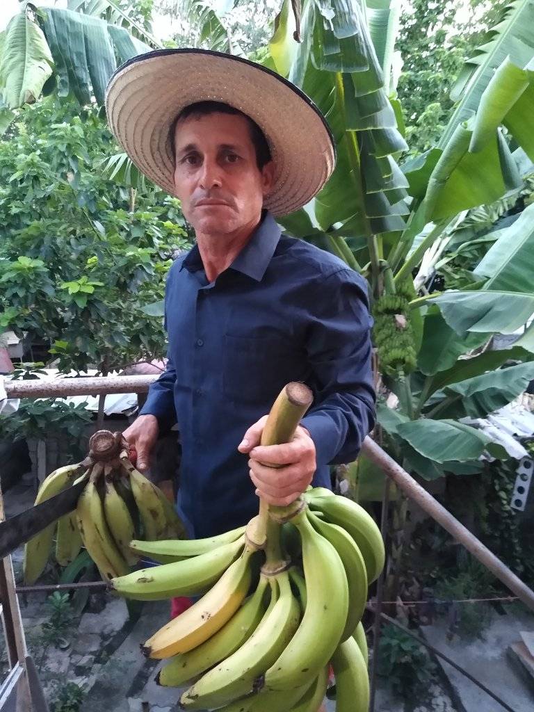 platanos juanmiguel entev