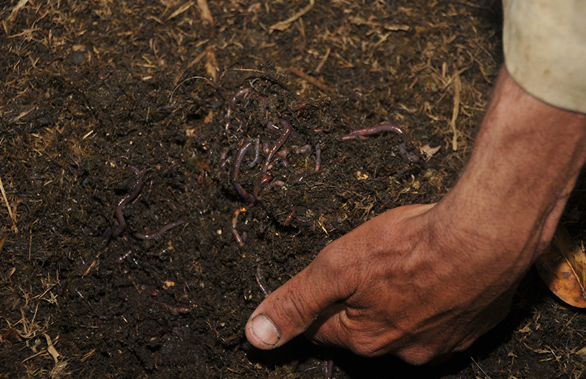 The use of natural fertilizers, with emphasis on worm humus, is one of the agroecological techniques