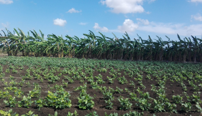 sector agropecuario yenima 