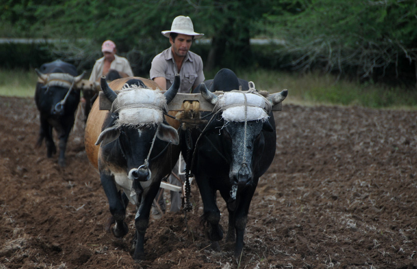 The José Santiago Ercilla agricultural production cooperative (CPA) had a successful year 2020