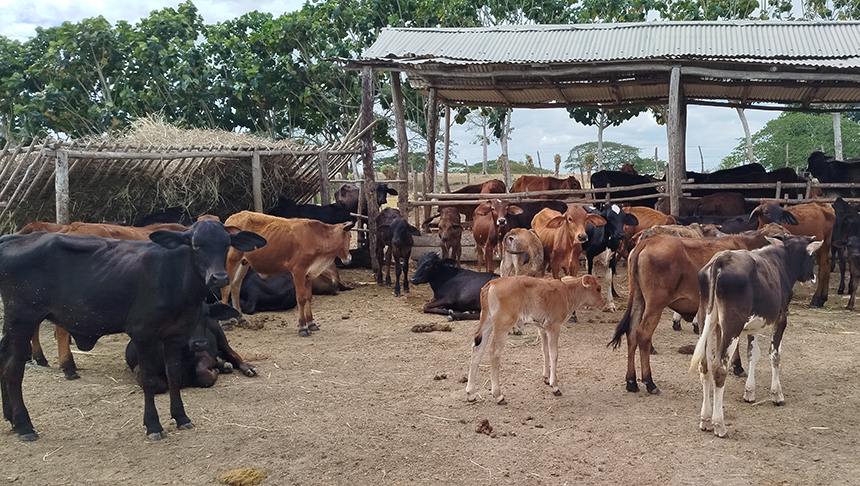 cooperativa amancio yoe las tunas2