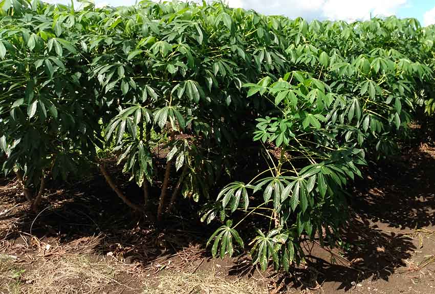 Polo productivo San Alberto, en la comunidad rural homónima, en "Amancio".