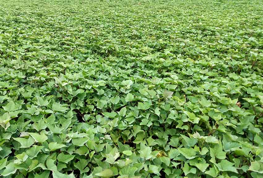 Polo productivo San Alberto, en la comunidad rural homónima, en "Amancio".