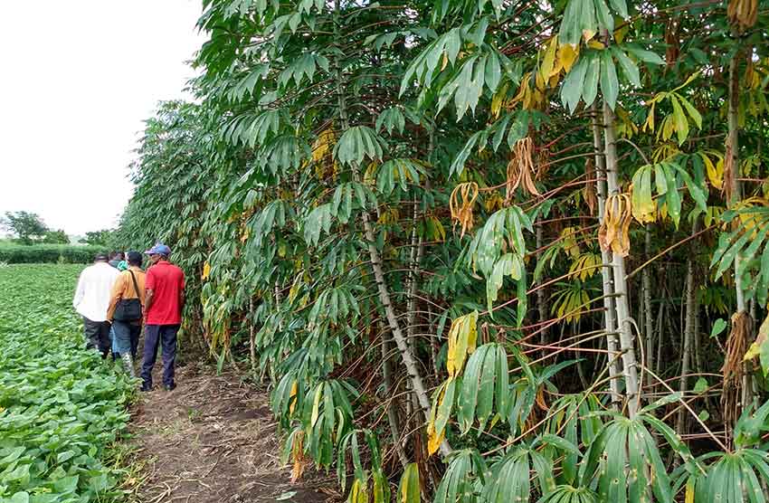 Polo productivo San Alberto, en la comunidad rural homónima, en "Amancio".
