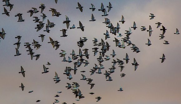 Pigeon fanciers claim respect for their birds