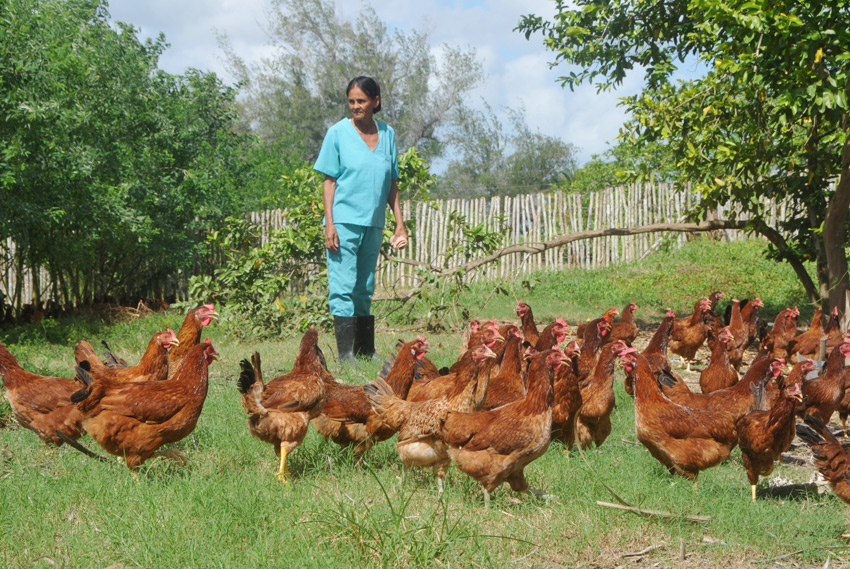 Alternative poultry farming in Las Tunas