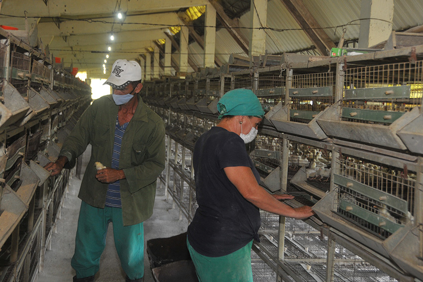 Llanos de Oriente poultry farm