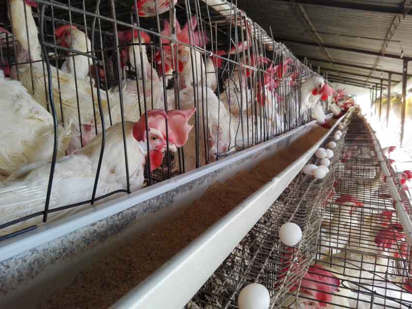 A pesar de las limitaciones económicas, la provincia puede cumplir el plan de producción de huevos