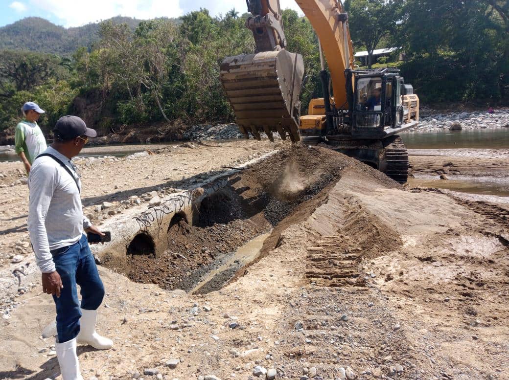 conalza melissa las tunas 4