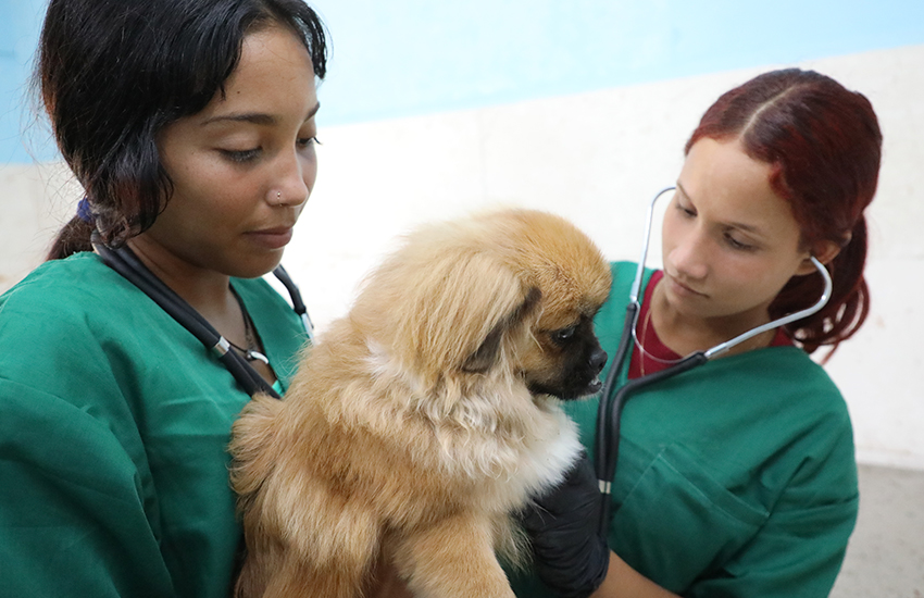 The IPA veterinary clinic is almost finished.