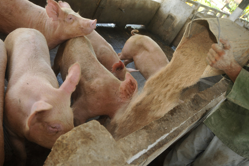 Strengthening the swine basic mass (breeders and stallions) is a priority