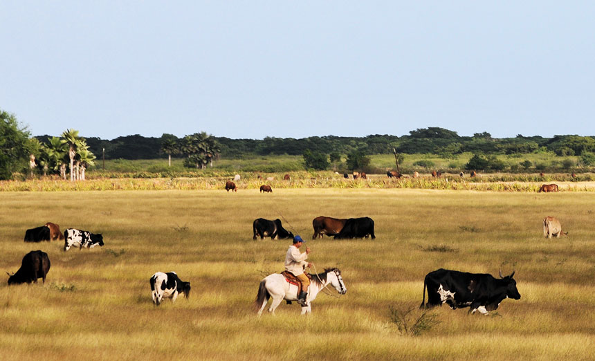 Livestock development is an imperative in Las Tunas