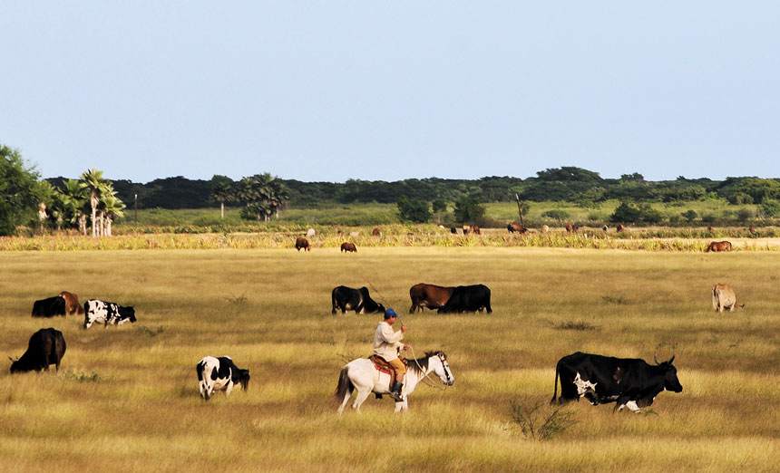 ganaderia vacas campo rey