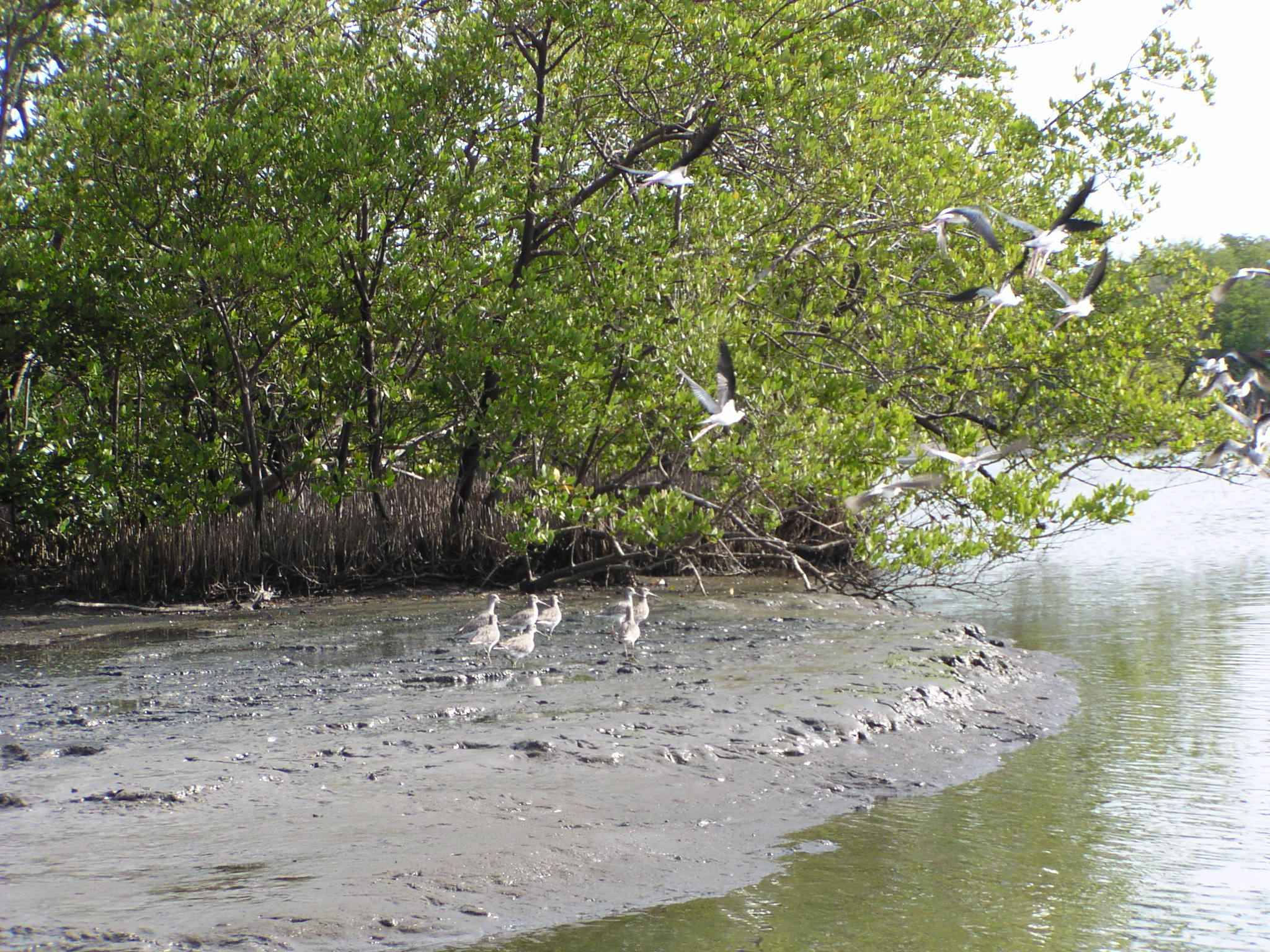 The largest extension of mangroves is located in the south of the municipality of Jobabo