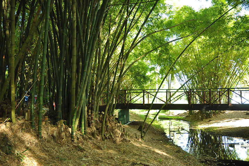 bambu4