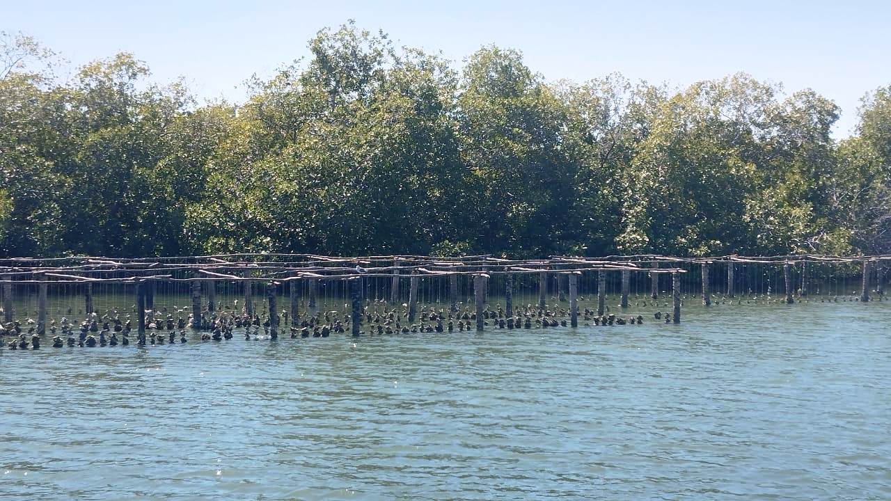 Lapesca2 la ciencia y la innovación Pesca y medioambiente Las Tunas
