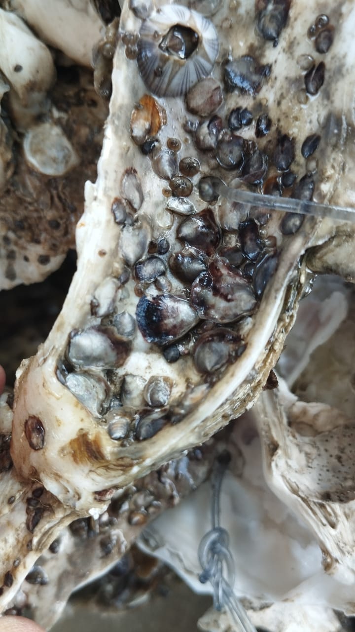 Lapesca3 la ciencia y la innovación Pesca y medioambiente Las Tunas