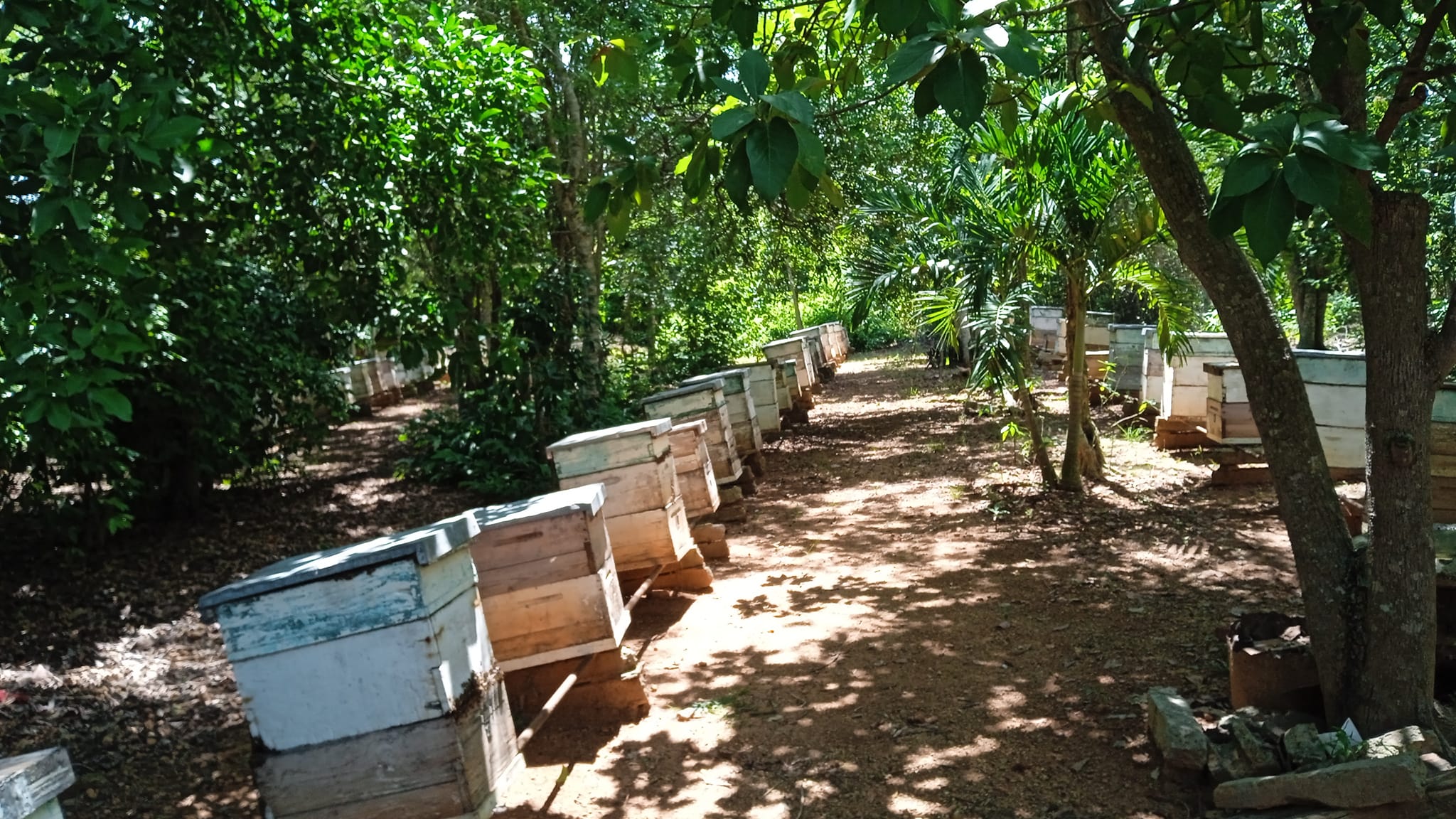 Las Tunas expects to complete 12,530 hives this year