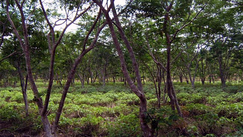 In the selected plots the height of the trees, the thickness of the trunks, and the bark were measured to study the evolution of these plants