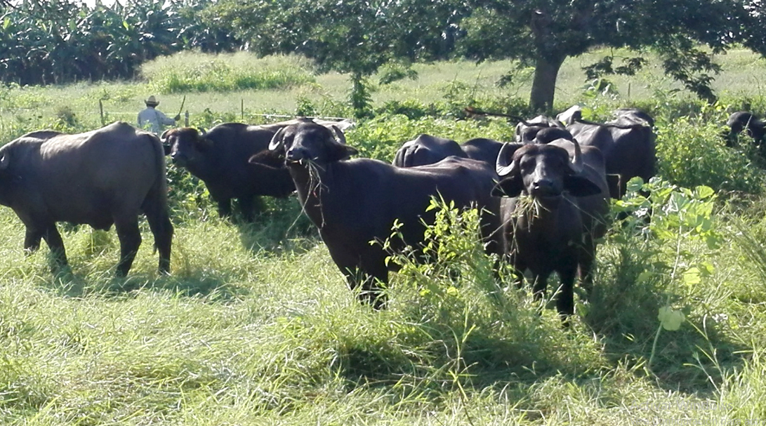 Las Tunas fosters the farming of buffaloes.