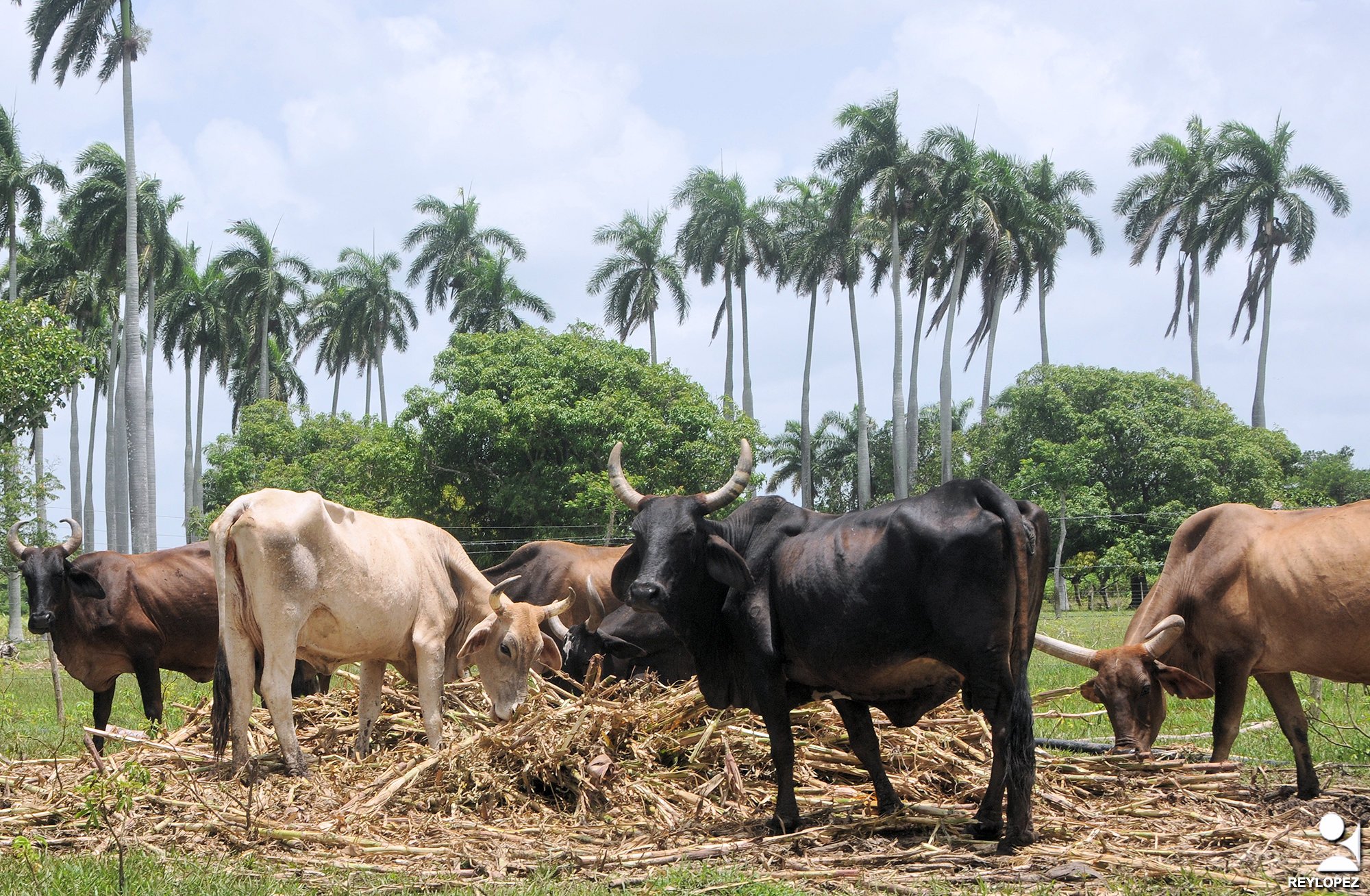 ganaderia vacas