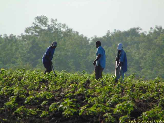 Productores aprovecha la humedad de los suelos