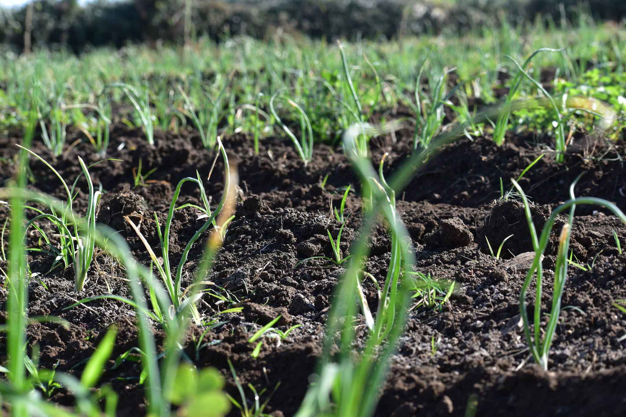 Suelos, plantas, y animales reciben los beneficios de la lluvia