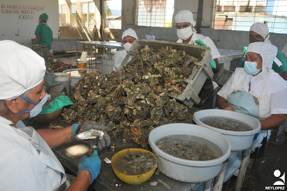 Pescatún expects to increase the capture and processing of oysters.