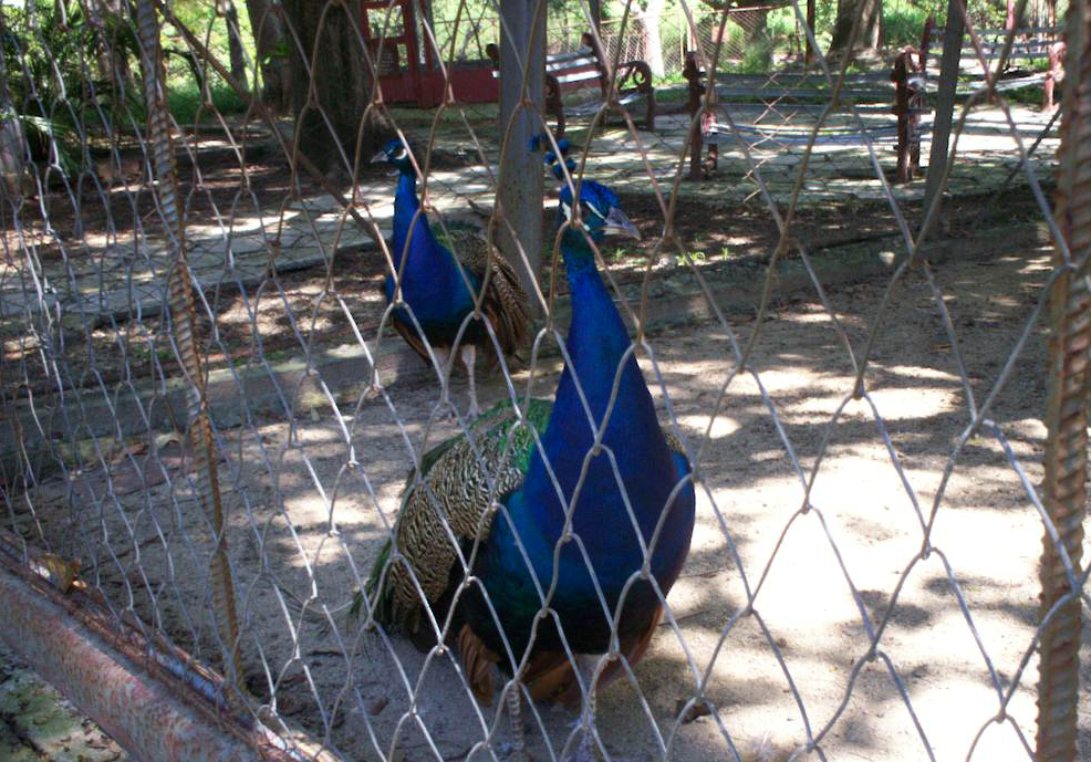 zoológico 2