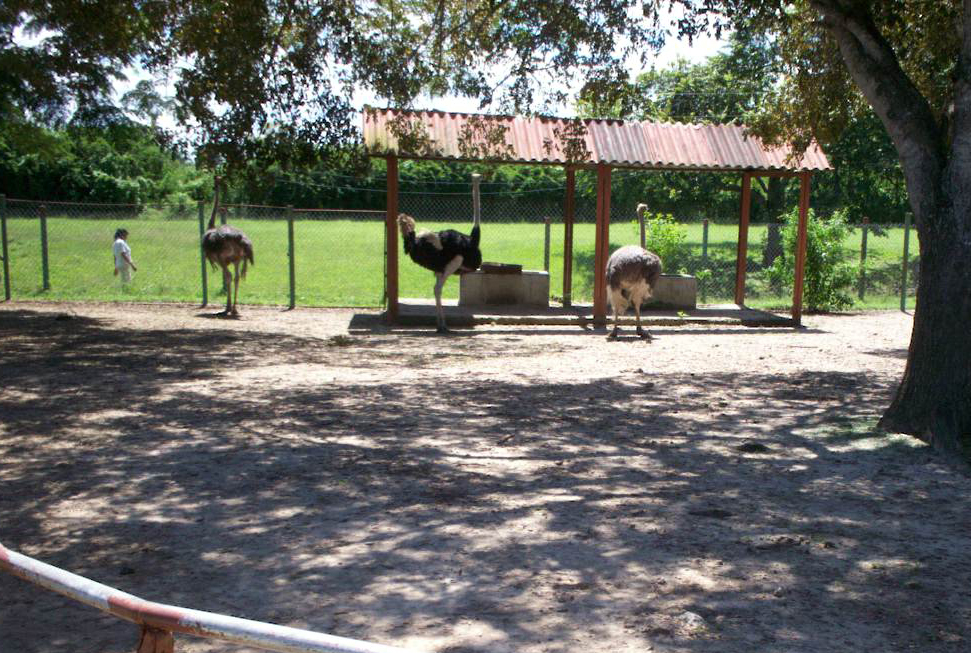 zoológico 4