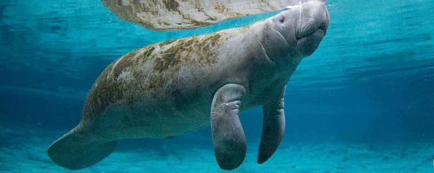 Manatees sighting near the costs of Manatí