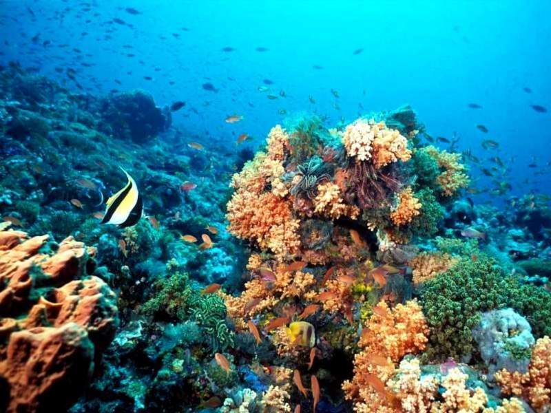 Arrecife de coral.2