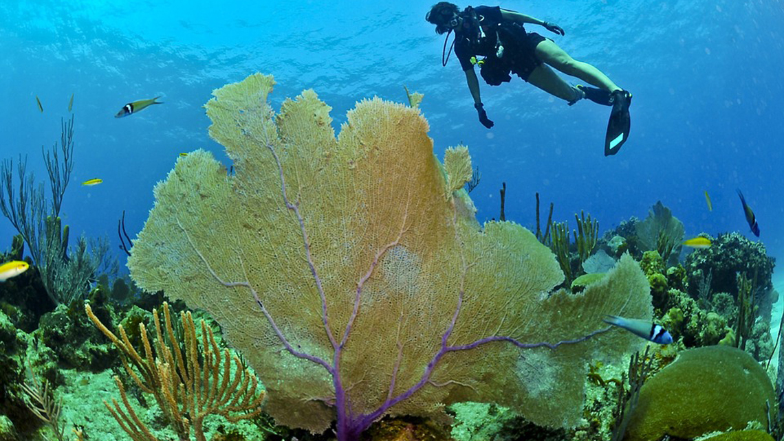 corales1