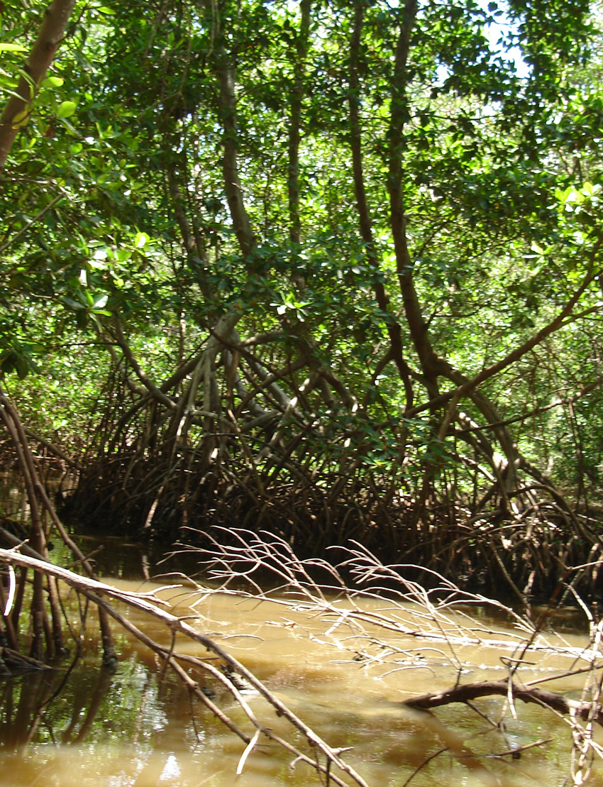 estero nuevo