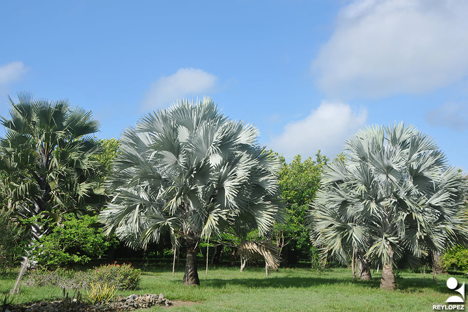 jardin botanico rey