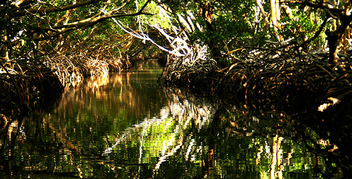 Bahía de Nuevas Grandes-La Isleta ecological reserve aims to protect endangered species