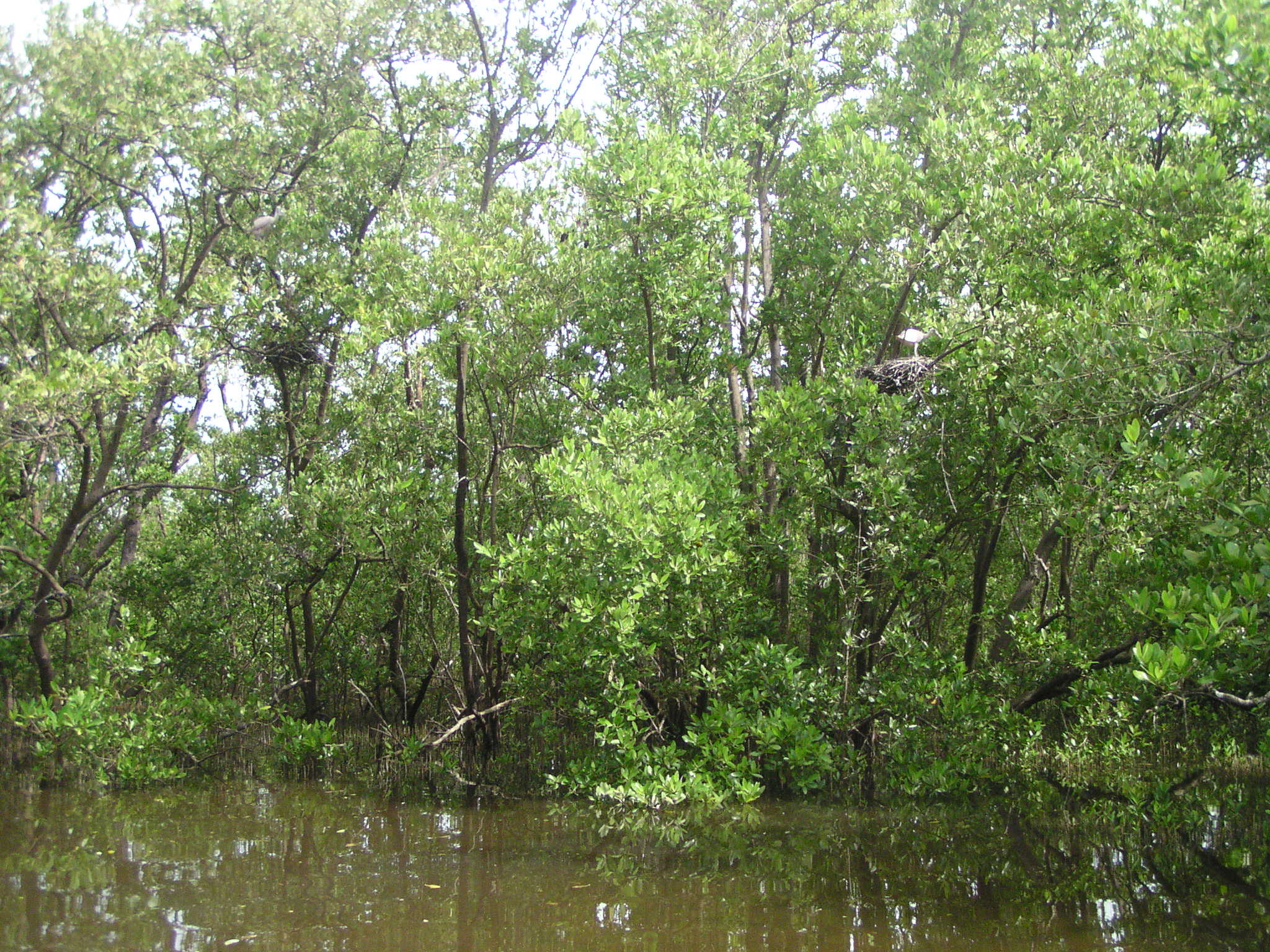 manglar centro laguna