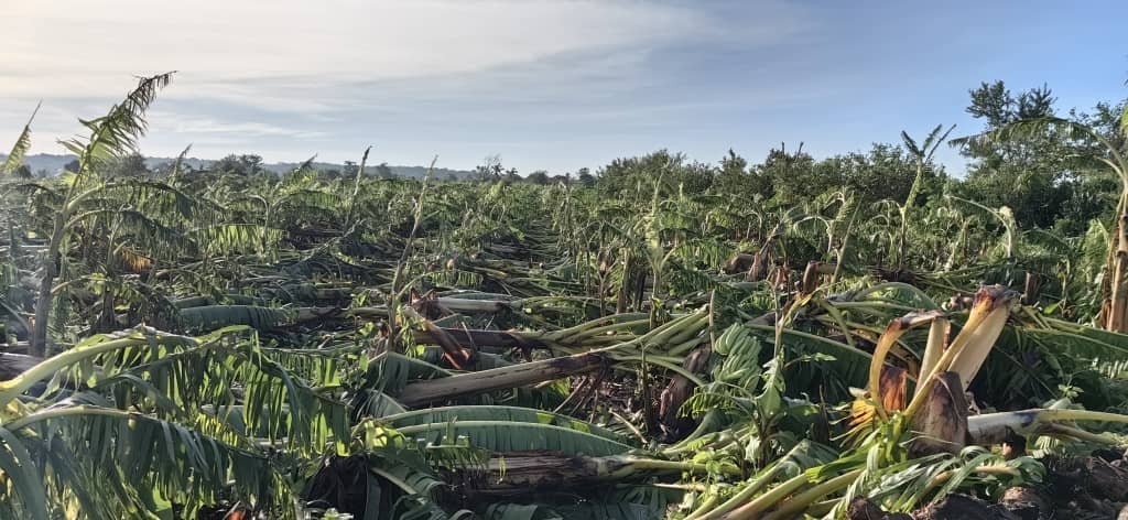 plátanos caidos menéndez