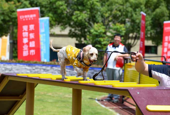 A dog plays at the Pet Town in Pingyang county, east China's Zhejiang province.