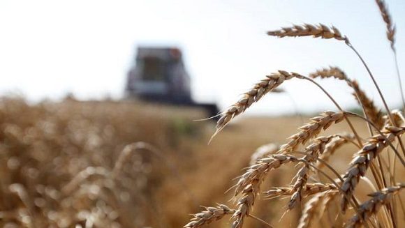 campo de trigo en Rusia